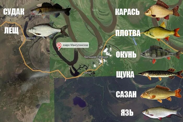Плотва судак