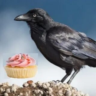 Cupcake & Crow - YouTube 
