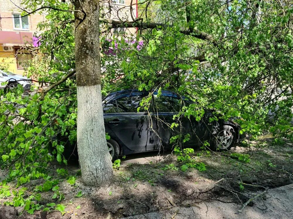 Дерево упало Брянск. Брянск упало дерево на машину. Упало дерево латоки Брянская областью. На Толстого упало дерево.