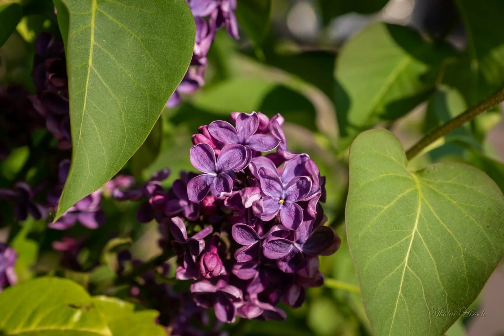 Сирень обыкновенная (Syringa vulgaris). Сирень Гризодубова. Сирень Радж Капур. Сирень даром