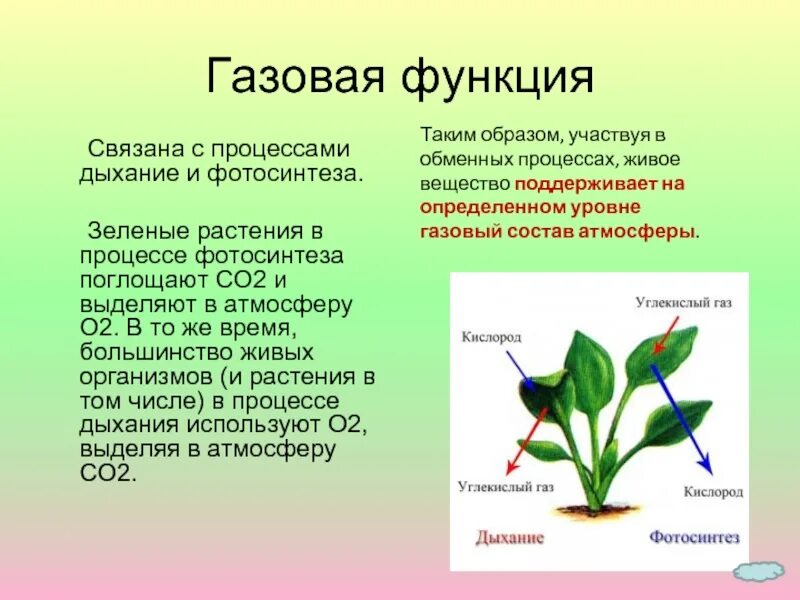 Что дышит у растений. В процессе дыхания растения поглощают. Дыхание процесс поглощения растениями. ГАЗ который выделяют растения в процессе дыхания. У растения в процессе дыхания образуется.