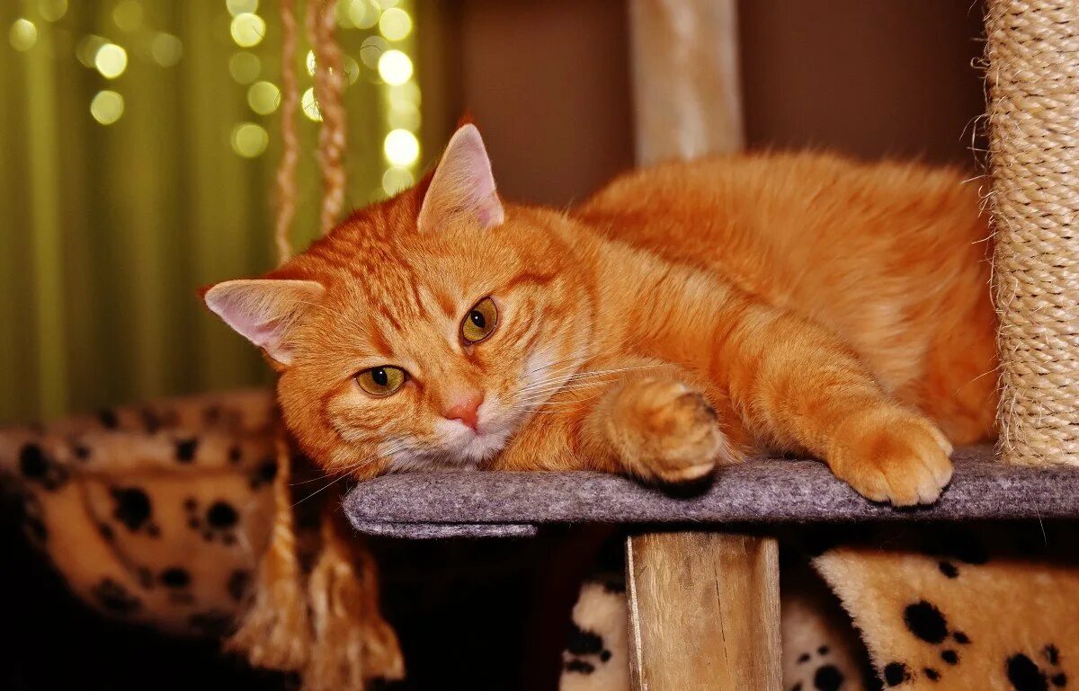 Рыжий кот варя. Рыжая кошка. рыжий котик. рыжий кот домашний. красивые рыжие коты.