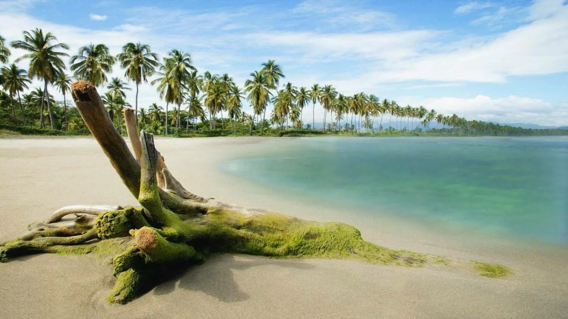 X natural. Национальный парк Тортугеро, Коста-Рика. Пальмы песок. Море. Море деревьев.