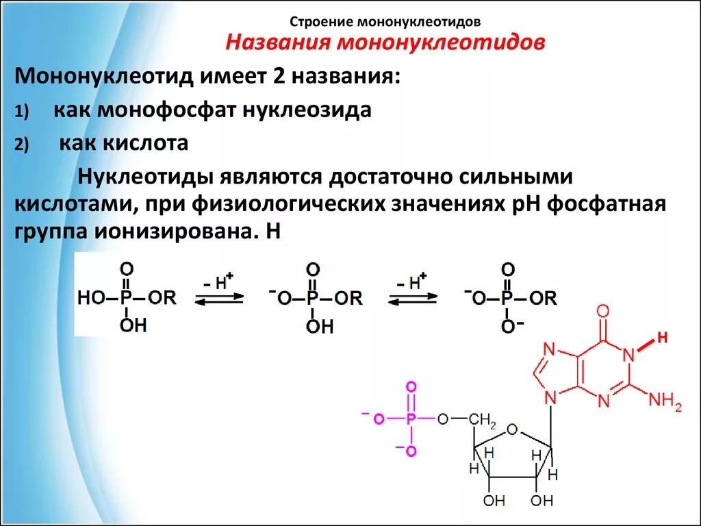 структурные компоненты мононуклеотидов. мононуклеотиды, их строение. 5 адениловая кислота. принцип строения мононуклеотидов. строение мононуклеотидов биохимия.