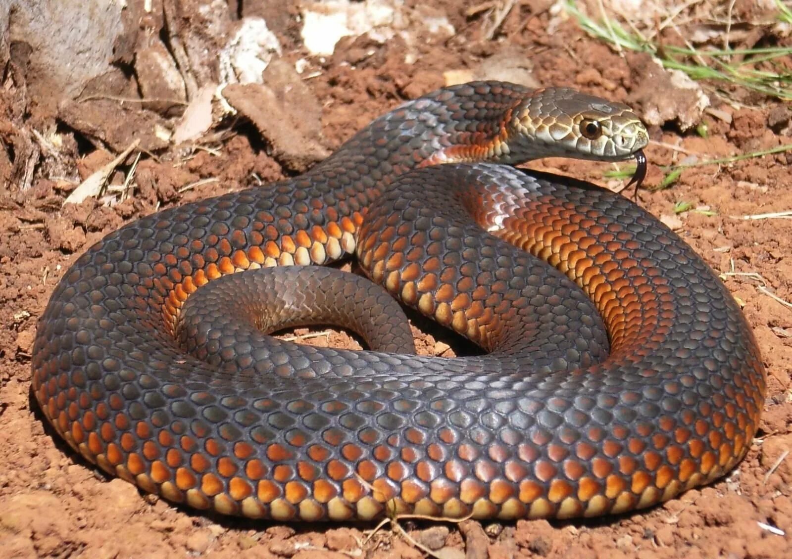 Мулга змея коричневый Король. Мулга змея. Австралийская мулга. Тигровая гадюка. Самые ядовитые змеи фото