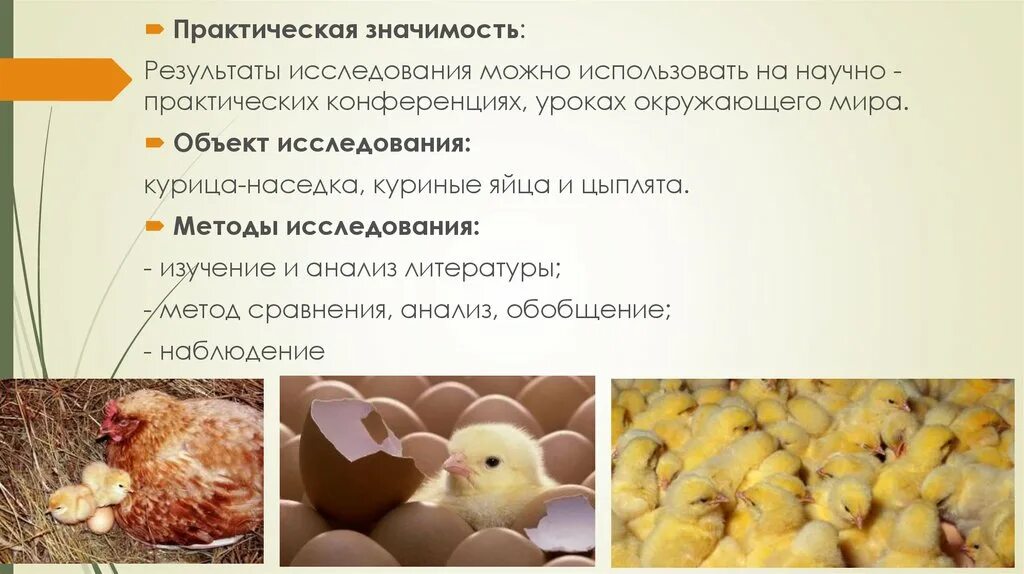 Вывод цыплят. Объект исследования куриные яйца. Курица исследовательская работа презентация. Вывод цыплят под наседкой.
