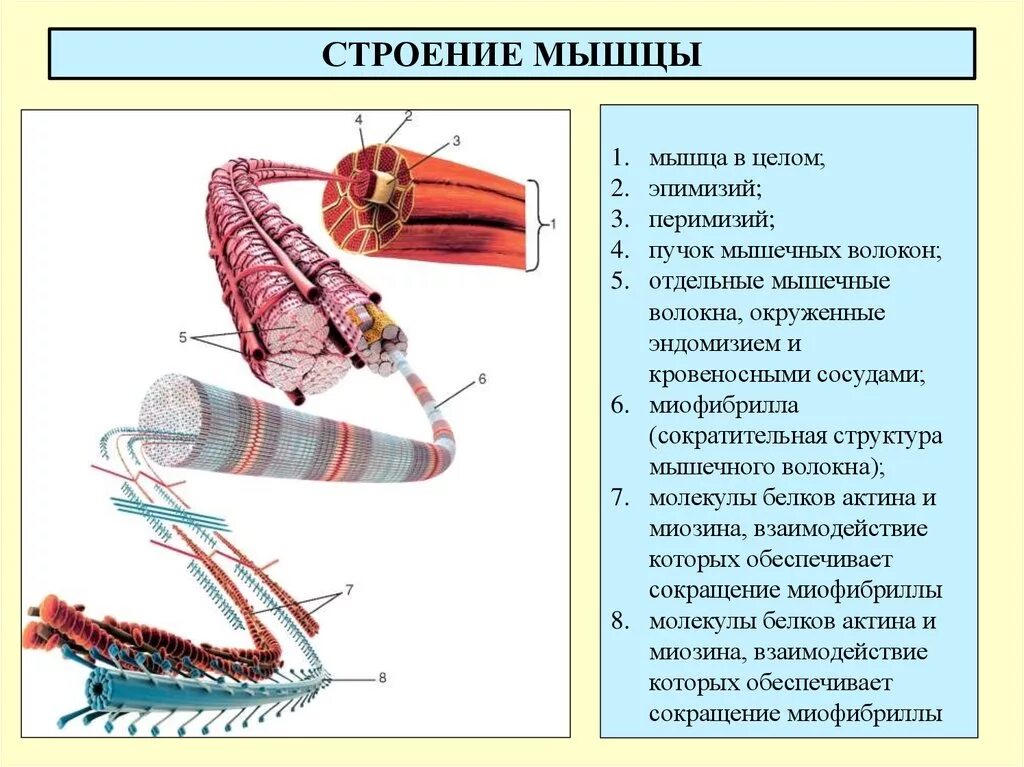 Какое строение мышцы. Строение мышц с пучками мышечных волокон. структура мышечного волокна рисунок. строение мышечного пучка анатомия. из чего состоят мышцы.