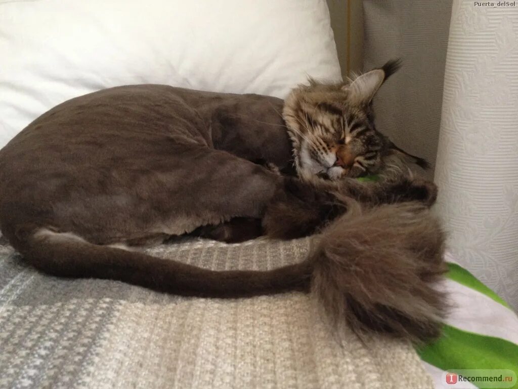 бритый мейн кун. стрижка кота мейн куна. мейн кун линька. стриженный мейн кун. стрижка мейн куна подо льва.