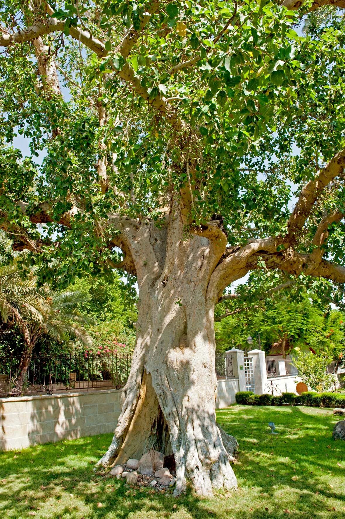 Сикомора Закхея. Библейское дерево “смоковница Закхея”. Дерево Закхея в Иерихоне. Палестина дерево Закхея.