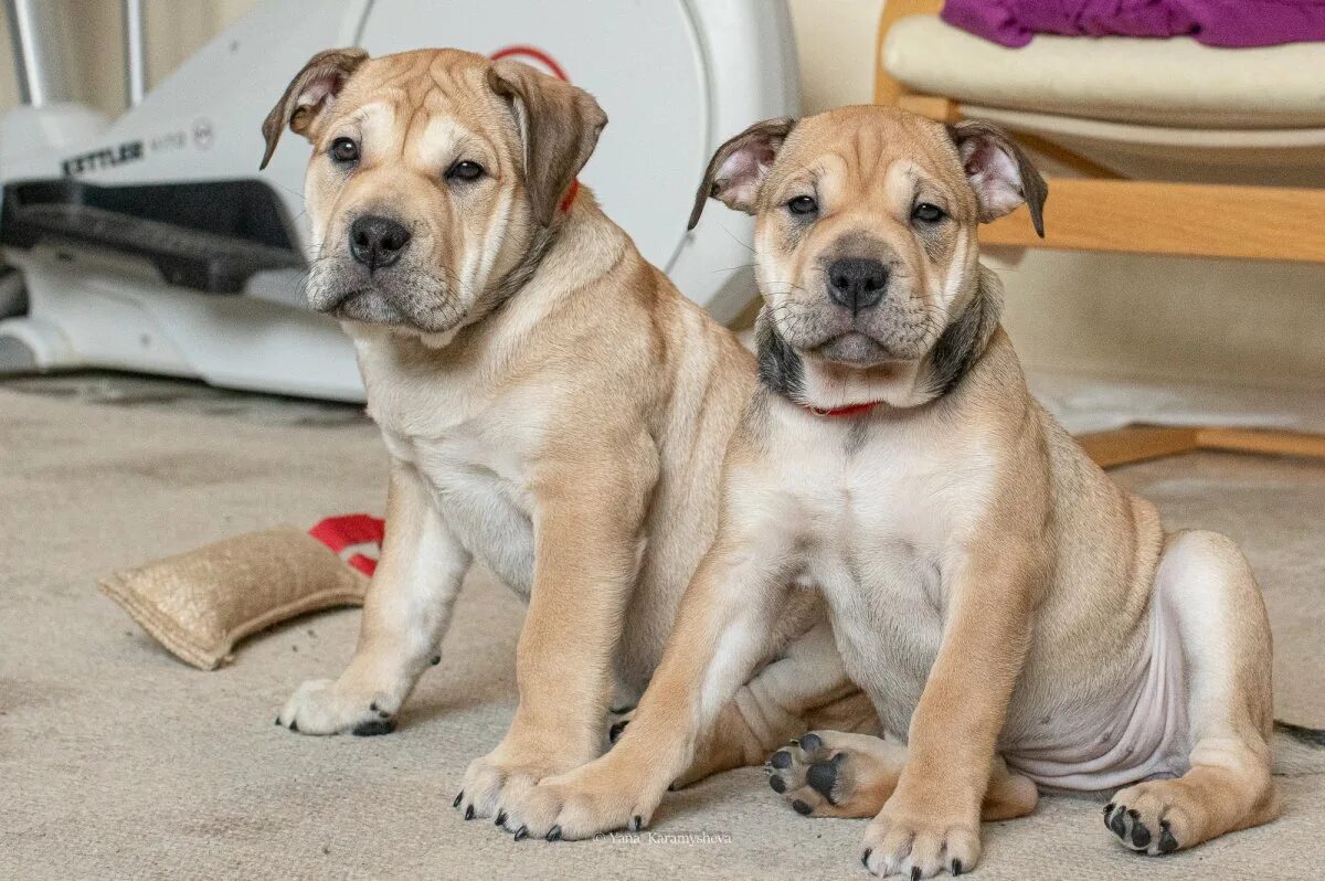 Майорский мастиф ка де бо. Кадебо пятнистая. Кадебо без маски. Майорский мастиф ка де бо. Мастиф кадебо.