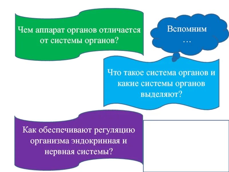 Системы и аппараты органов. Система органов и аппарат органов. Чем аппарат отличается от системы органов. Аппарат органов и система органов различия.