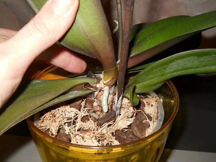 Орхидея рост листьев