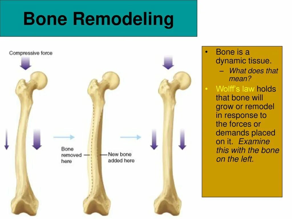 Bone Remodeling. Wolffs Law. Ремоделинг кости. Материалы Bones.