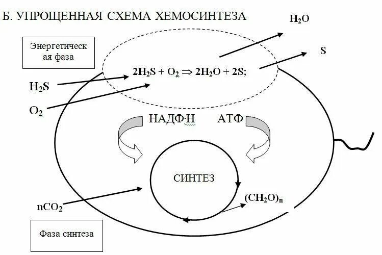 Хемосинтез характерен для. Хемосинтез бактерий схема. Хемосинтез схема процесса. Фотосинтез и хемосинтез схема. Фотосинтез и хемосинтез таблица.