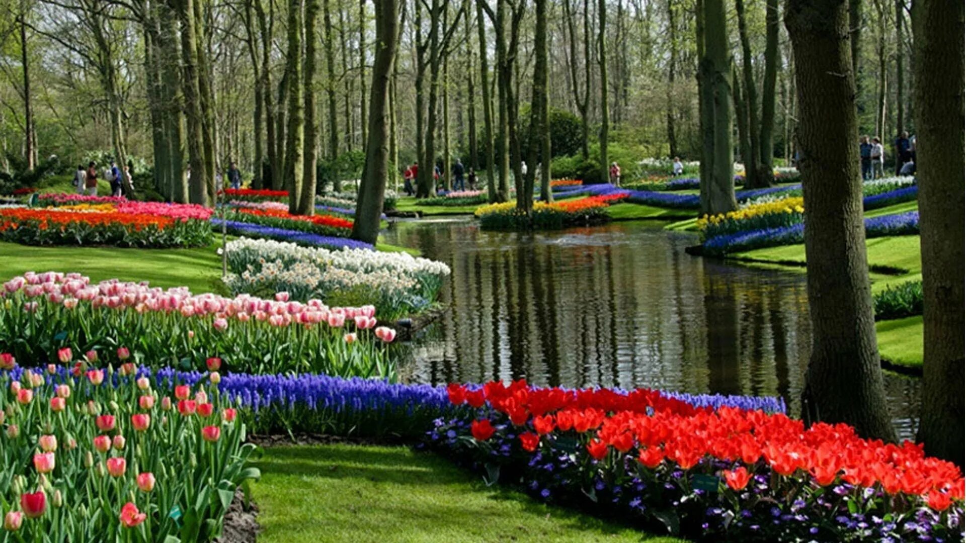 Парк какой прекрасный. Парк кёкенхоф. Койкенхоф парк тюльпанов. Парк Койкенхоф Голландия. Амстердам парк цветов Кейкенхоф.