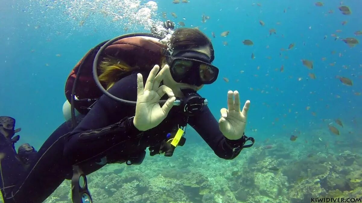 Dive want