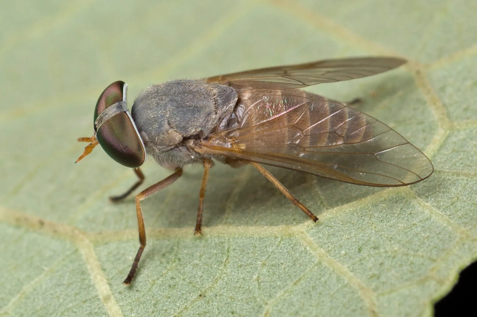 Слепень Tabanus. Семейство слепни Tabanidae. Tabanus bovinus. Муха слепень.