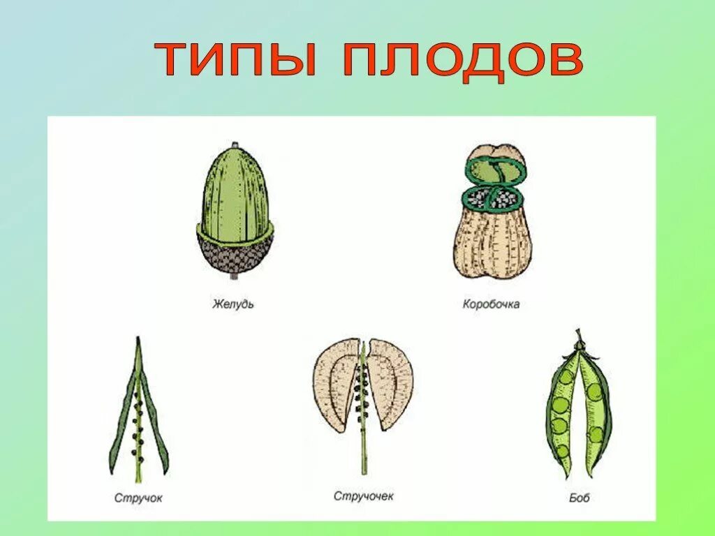 Виды плодов. Вид плода растений. Типы плодов растений. Плод виды плодов. Тип плода у растений.