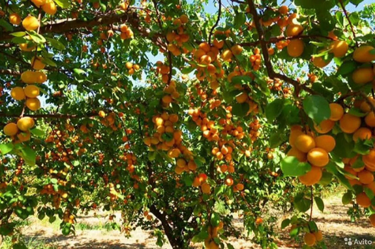 Абрикос обыкновенный Prunus armeníaca дерево. Абрикос маньчжурский armeniaca mandshurica. Абрикосовые сады в Дагестане. Абрикосовые сады в Таджикистане. В саду растут фруктовые деревья