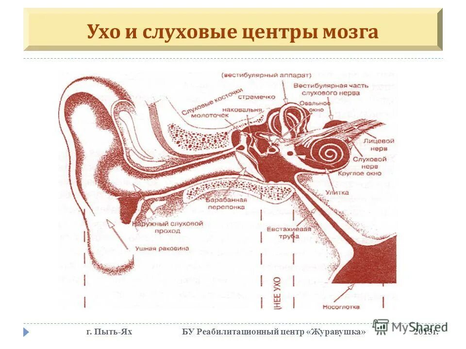 Слуховой центр где