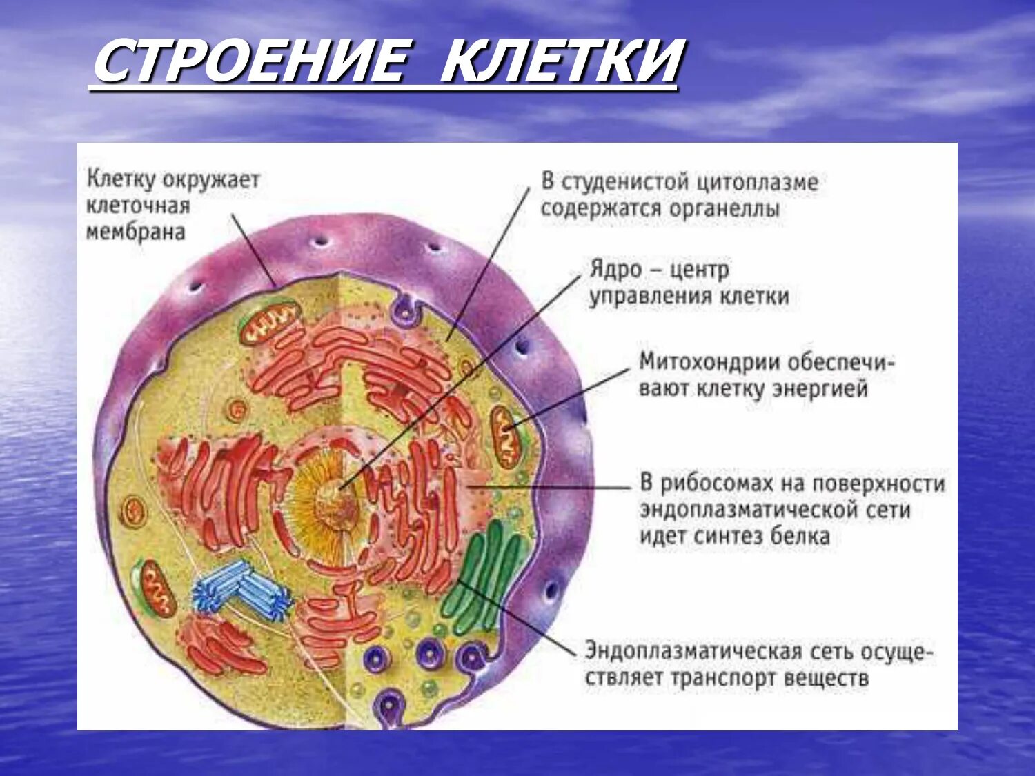 Клетка пояснение. Строение клетки животного организма. Основные части клетки анатомия. Строение клетки человека рисунок. Строение человеческой клетки рисунок.