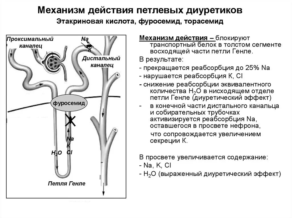 Диуретики группы препаратов. Механизм действия петлевых диуретиков. Механизм действие петловые дирутики. Диуретики схема нефрона. Механизм диуретического действия фуросемида.