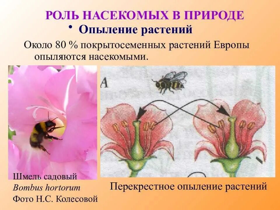 Типы опыления покрытосеменных