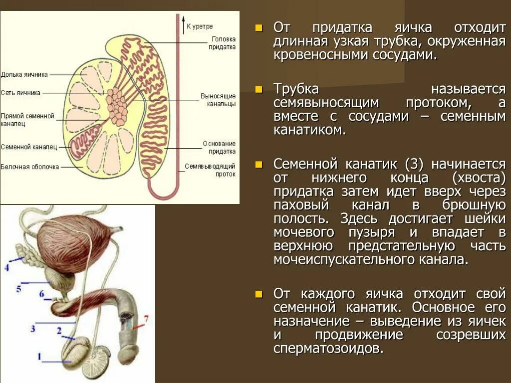 Функции придатка. Функции придатка яичка. Функция придатков семенника. Функция придатка яичка у мужчин. Размеры придатков яичек