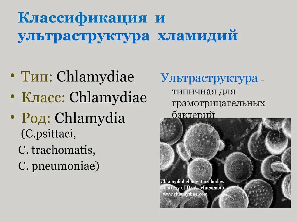 Особенности хламидий. Классификация морфология хламидий. Хламидии морфология микробиология. Хламидии форма бактерии. Хламидия трахоматис морфология.