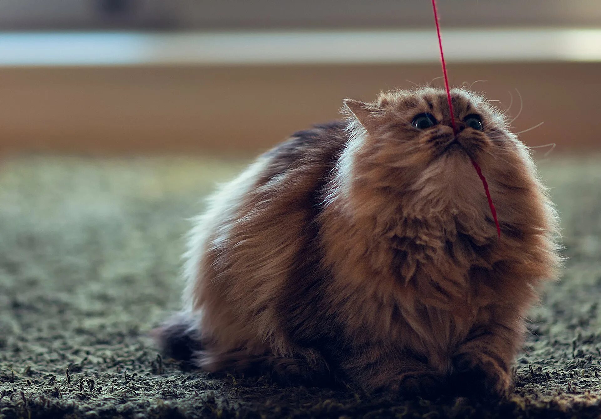 Очень смешной котенок