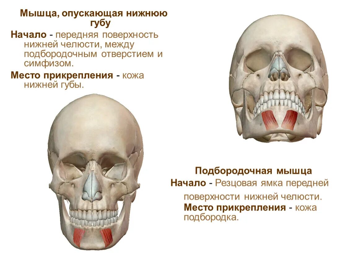 Поднимающая угол рта. Мышца опускающая нижнюю губу начало прикрепление функции. Мышца, опускающая нижнюю губу (m. Depressor Labii inferioris). Мышцы опускающие нижнюю челюсть анатомия. Подбородочная мышца (m. mentalis).