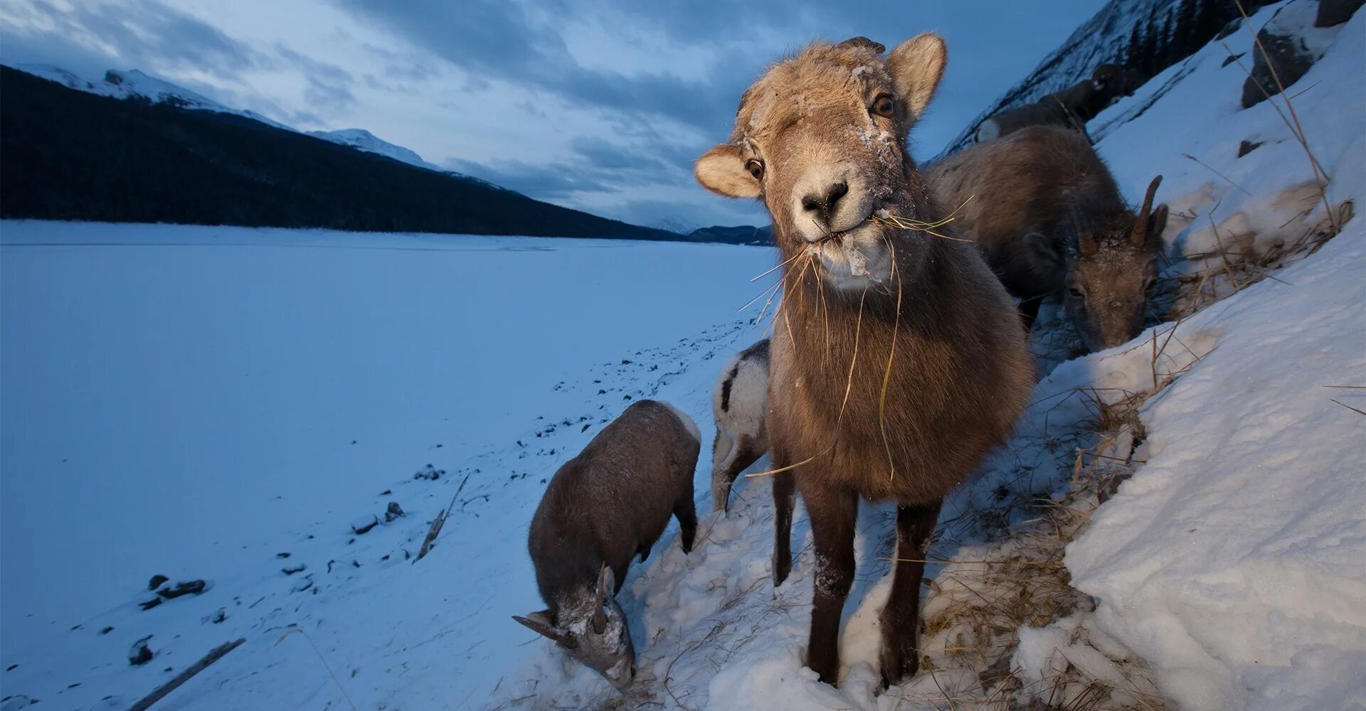 Фотоохота на животных. Дикая природа. Животные Чукотки. Лучшие снимки дикой природы. Bbc дика природа