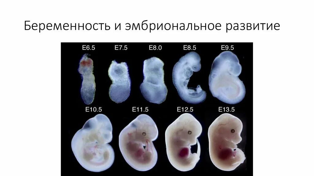 1 эмбриональная неделя. Эмбриональное развитие. Недели эмбрионального развития. Эмбрион человека по неделям.