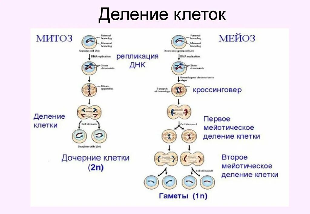 Деление клетки митоз. Схема деления клетки митоз и мейоз. Схема митоза и мейоза. Схемы фаз митоза и мейоза. Этапы деления клетки митоз и мейоз.
