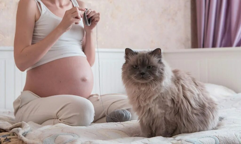 Сон беременной котенок