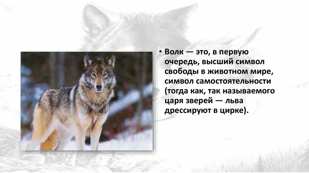 Волк значение символа. Доклад про волка. волк особенности поведения. картинки с описанием волка красивые. значение волка в жизни человека.