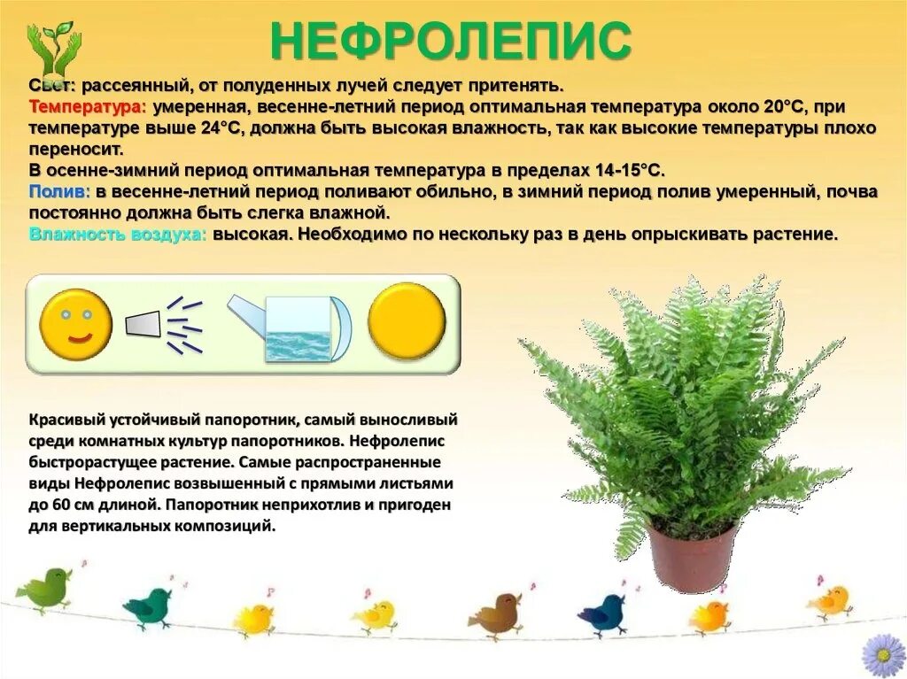 Условия содержания комнатного растения. Нефролепис d19.