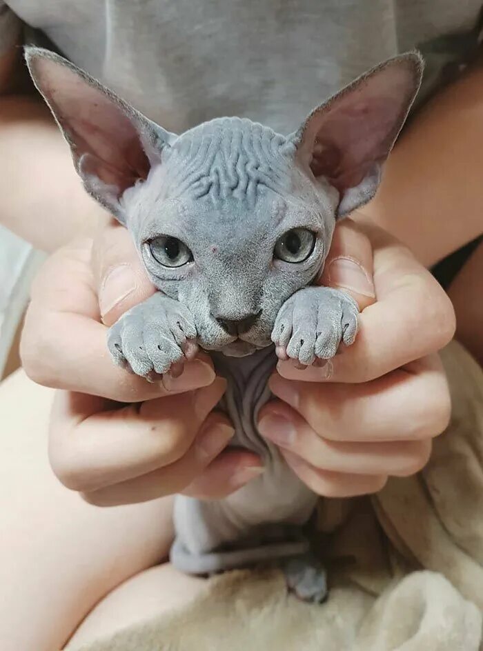 Сфинксы лучшие кошки
