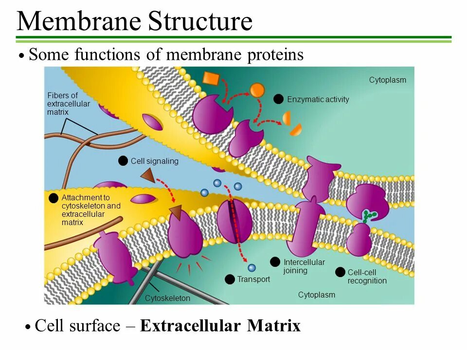 Some function. Cell membrane function. protein structure and function. function of membrane. membrane structure.