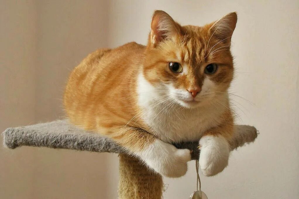 Включи кота называется. Оранжевая кошка. Порода кошек мандарин. Рыжий кот с апельсинами. Кот апельсин.