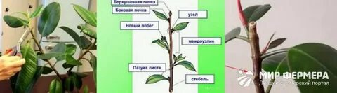 Как прищипывать фикус каучуконосный