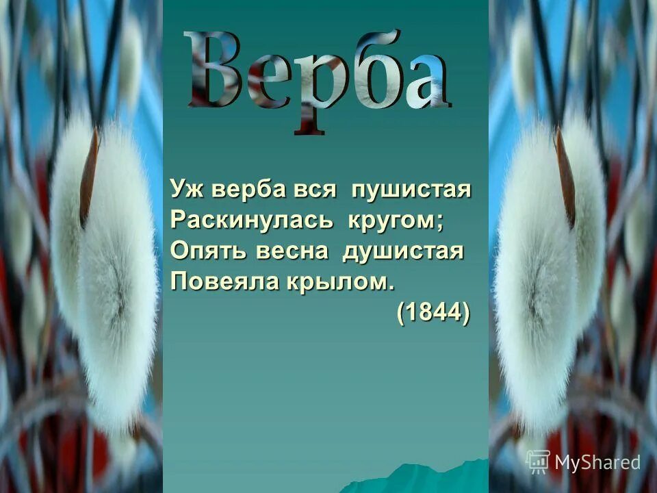 а фет уж верба вся пушистая стихотворение. фет уж верба вся пушистая. уж верба вся душистая. фет стихи о весне.