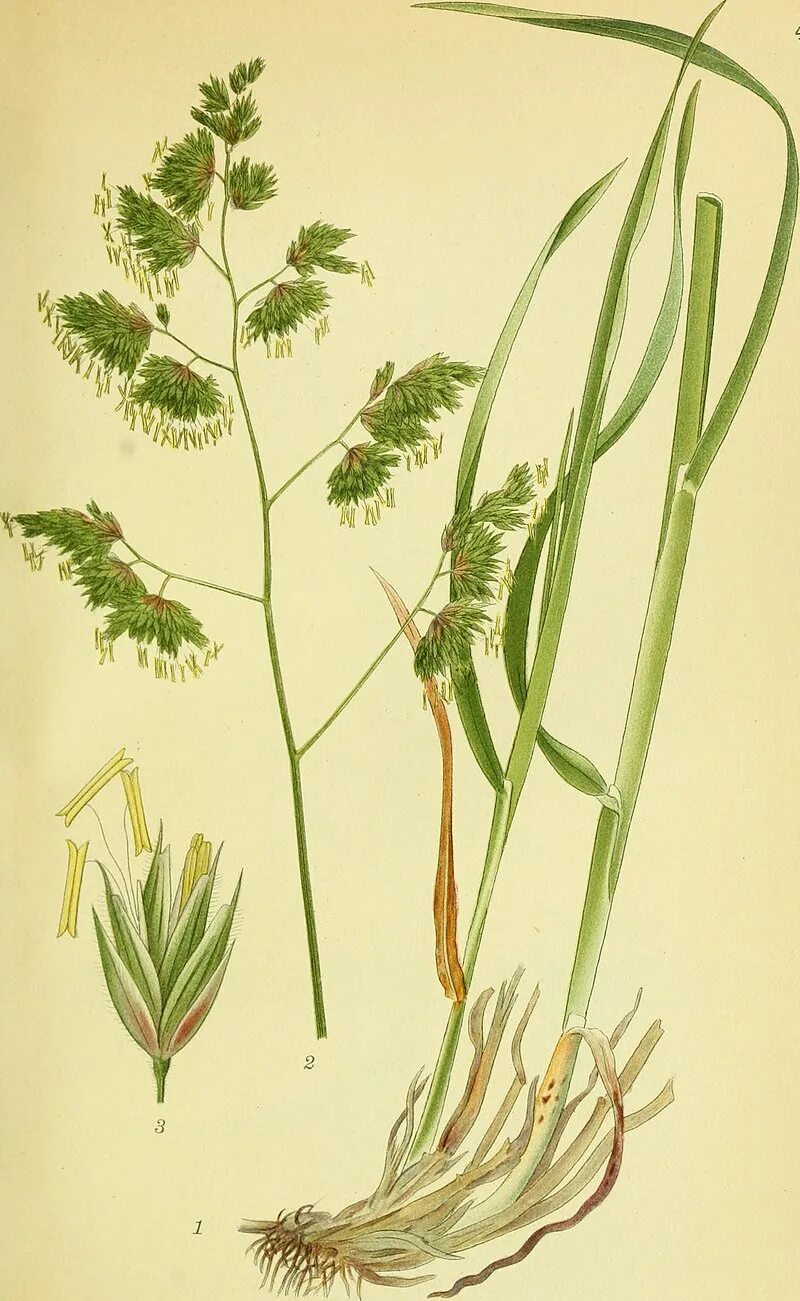 Как выглядит растение ежа сборная Dactylis glomerata Image of an specimen Plantarium