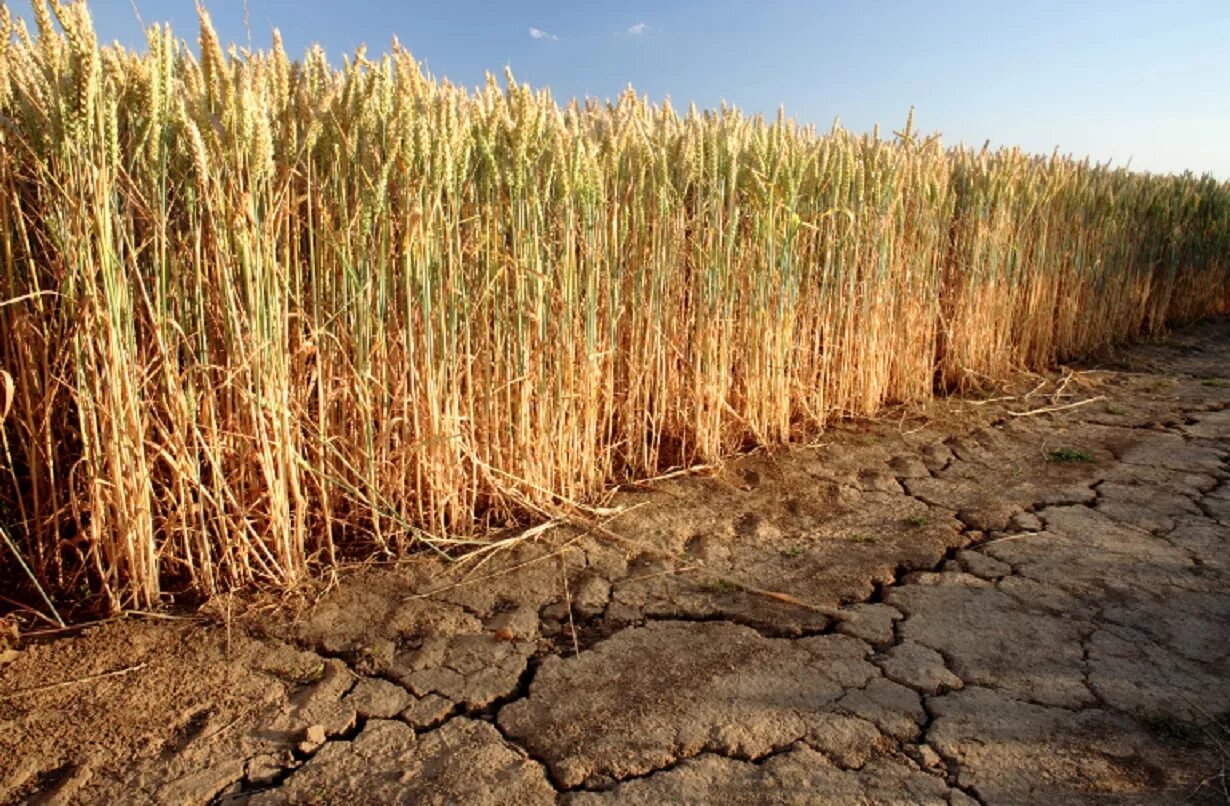 Засуха. Засуха в России. Засуха в поле. Засуха в сельском хозяйстве.