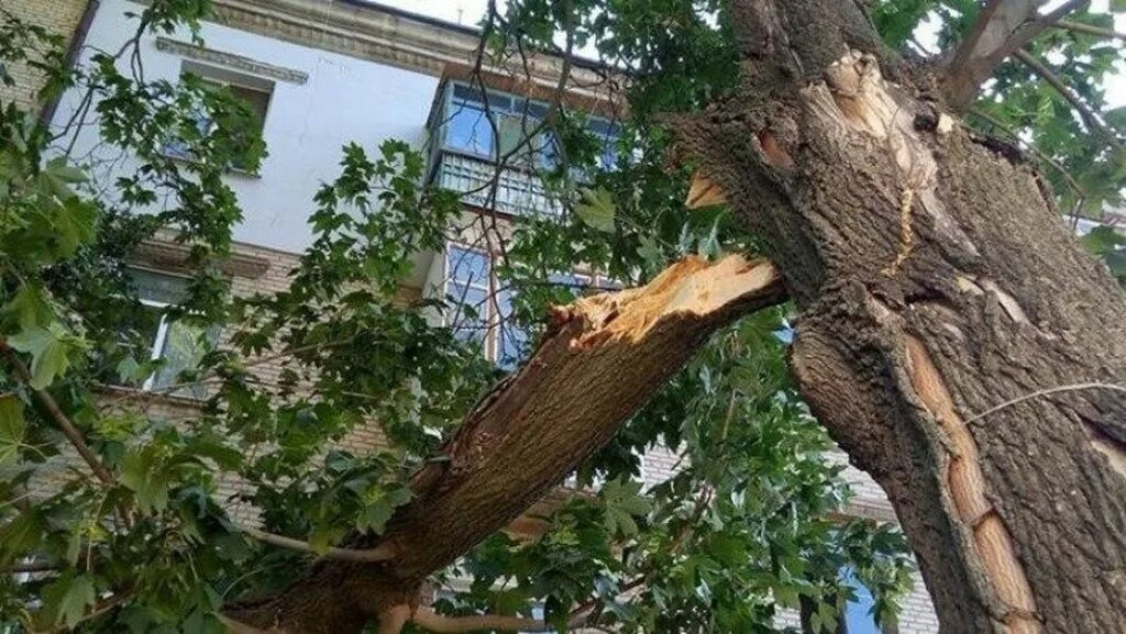 Спилил сухое дерево. Аварийные деревья. Дерево. Сухое аварийное дерево. Аварийное состояние деревьев.