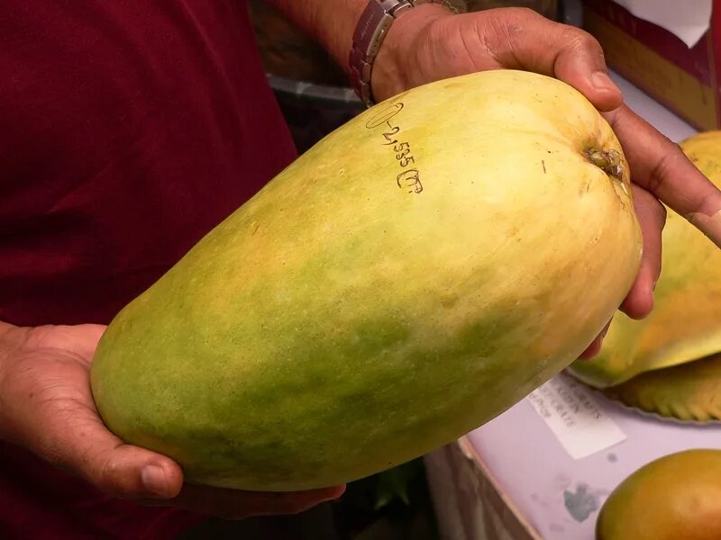 Самое большое манго. Манго сорт кейт. Какого размера манго. Mango размерная сетка одежды женской. Сорт манго авис.