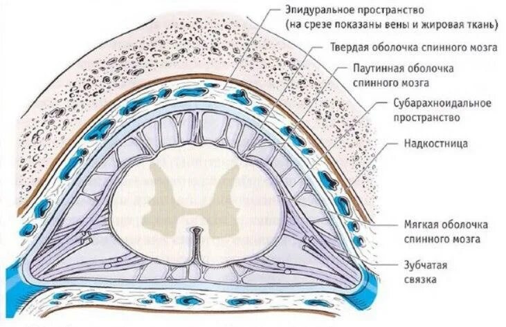 Субарахноидальное пространство спинного мозга. Оболочки и МЕЖОБОЛОЧЕЧНЫЕ пространства головного мозга. Оболочки спинного мозга схема. Оболочки и МЕЖОБОЛОЧЕЧНЫЕ пространства спинного.