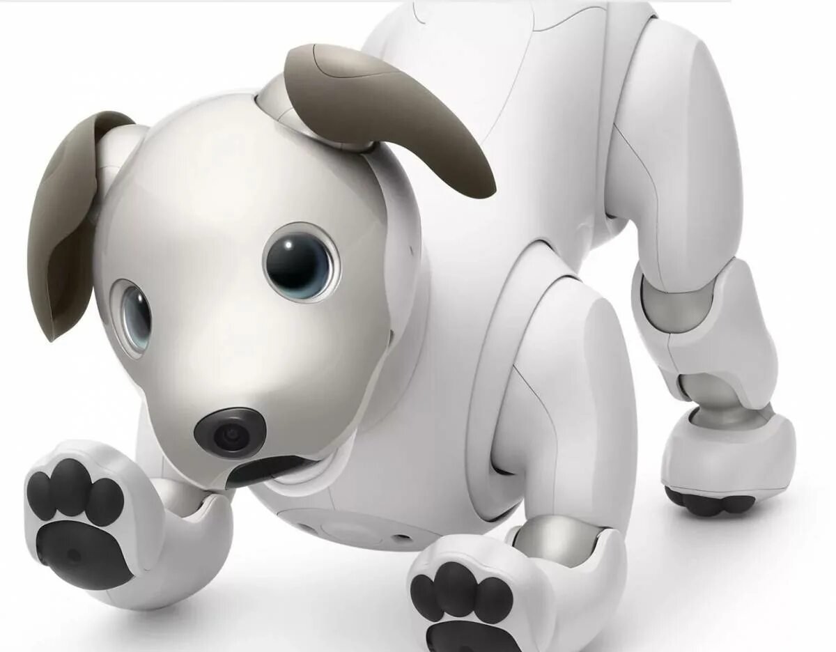 Роботы собаки на открытии игр. Робот Sony Aibo. Сони Айбо собака. Собачка Aibo корпорации Sony.. Робот пёс Айбо.