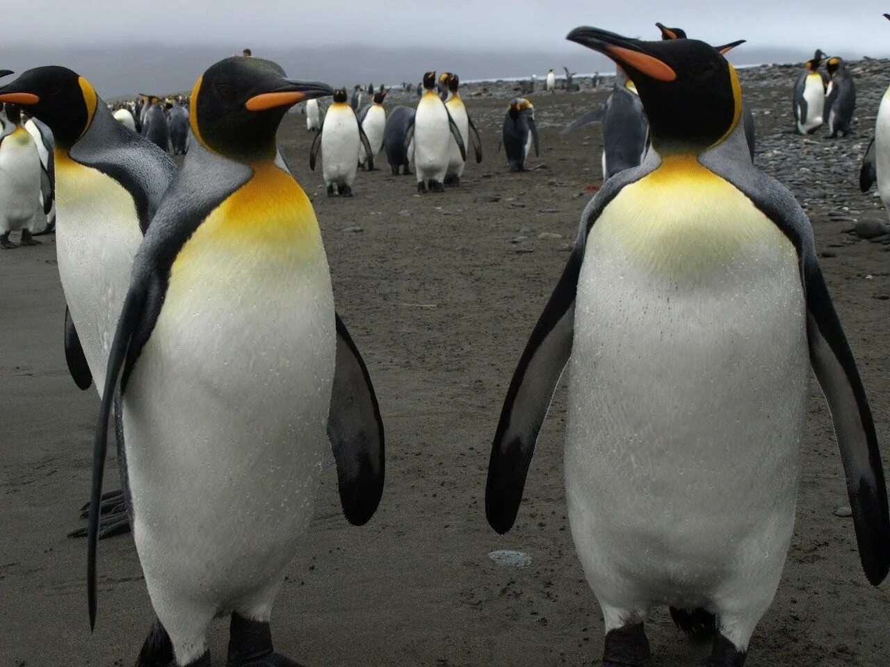 Отзывы королевский пингвин