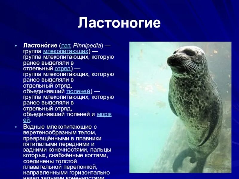 Значение выделенного слова ластоногих. Значение выделенного слова ластоногих